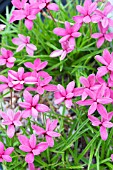 RHODOHYPOXIS DEFLEXA