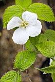 RHODOTYPHOS SCANDENS