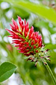 TRIFOLIUM INCARNATUM