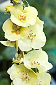 VERBASCUM PRIMROSE PATH