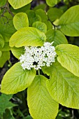 VIBURNUM LANTANA AUREUM