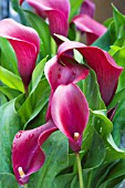 ZANTEDESCHIA RUBY