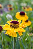 HELENIUM MOERHEIM BEAUTY