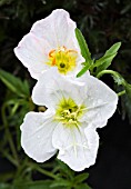 OENOTHERA SPECIOSA SISKIYOU