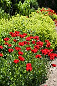 PAPAVER LADYBIRD & ALCHEMILLA MOLLIS