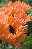 PAPAVER ORIENTALIS HELEN ELIZABETH