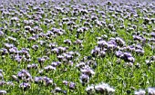 PHACELIA TANACETIFOLIA