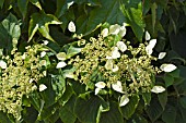 SCHIZOPHRAGMA HYDRANGEOIDES