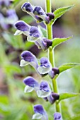 SCUTELLARIA ALTISSIMA BLUE & WHITE