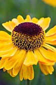 HELENIUM MOERHEIM BEAUTY