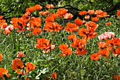 PAPAVER ORIENTALIS