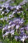 PHACELIA TANACETIFOLIA