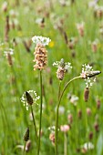 PLANTAGO LANCEOLATA