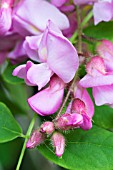 ROBINIA HISPIDA