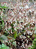 SAXIFRAGA STOLONIFERA