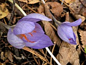 CROCUS SPECIOSUS (AUTUMN FLOWERING BULB)