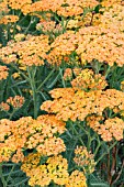 ACHILLEA TERRACOTTA