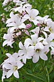 CAMPANULA LODDON ANNA