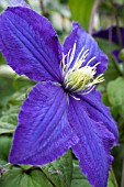 CLEMATIS VICTOR HUGO (EVIPO007)