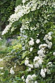 CORNUS, CAMPANULA & ROSA