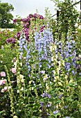 DELPHINIUMS, VERBASCUMS & ROSES