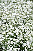 GYPSOPHILA COVENT GARDEN