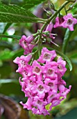 BUDDLEJA COLVILEI