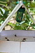 CODLING MOTH PHEROMONE TRAP