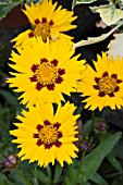 COREOPSIS GRANDIFLORA SUNFIRE