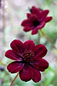 COSMOS ATROSANGUINEUS