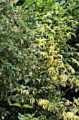 FUCHSIA MAGELLANICA MOLINAE & SAMBUCUS NIGER AUREOMARGINATA