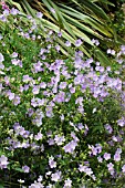 GERANIUM PRATENSE MRS KENDAL CLARKE