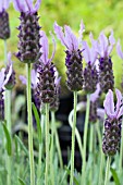 LAVANDULA FATHEAD