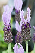 LAVANDULA FATHEAD