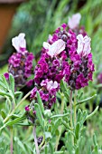 LAVANDULA KEW RED