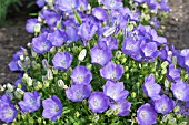 CAMPANULA CARPATICA BLUE CHIPS