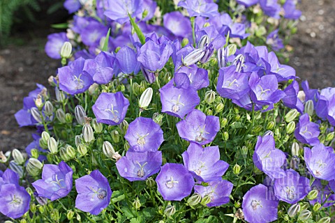 CAMPANULA_CARPATICA_BLUE_CHIPS