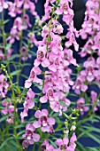 ANGELONIA SERENA PINK