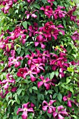 CLEMATIS MADAME JULIE CORREVON