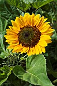 HELIANTHUS PRADO YELLOW