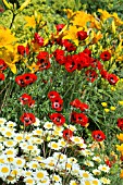 COLOURFUL HERBACEOUS BORDER