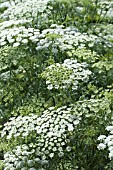 AMMI MAJUS GRACELANDS