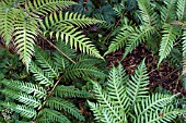 ATHYRIUM OTOPHORUM