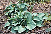 HOSTA BLUE MOUSE EARS