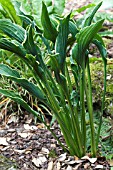 HOSTA PRAYING HANDS