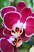 PHALAENOPSIS BLACK DEBORAH ELEGANT