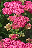 ACHILLEA WESERSANDSTEIN