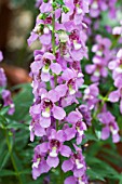 ANGELONIA SERENA LILAC