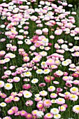 RHODANTHE GRANDIFLORA MIXED