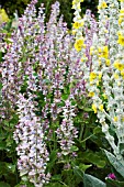 SALVIA SCLAREA VAR TURKESTANICA & VERBASCUM BOMBYCIFERUM